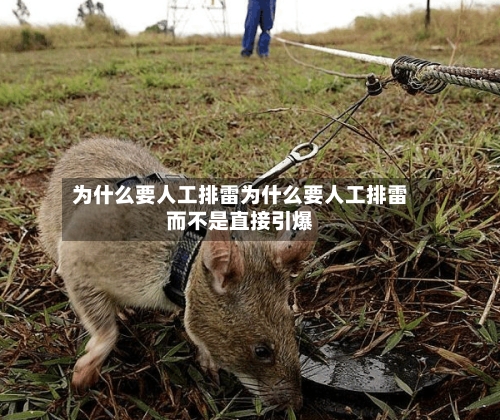 为什么要人工排雷为什么要人工排雷而不是直接引爆