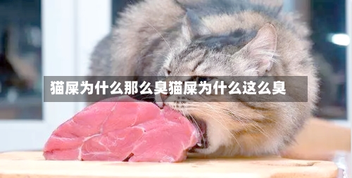 猫屎为什么那么臭猫屎为什么这么臭
