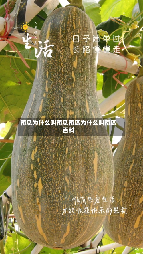 南瓜为什么叫南瓜南瓜为什么叫南瓜百科