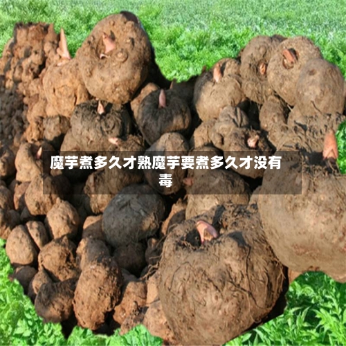 魔芋煮多久才熟魔芋要煮多久才没有毒