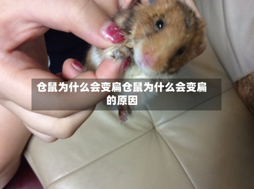 仓鼠为什么会变扁仓鼠为什么会变扁的原因