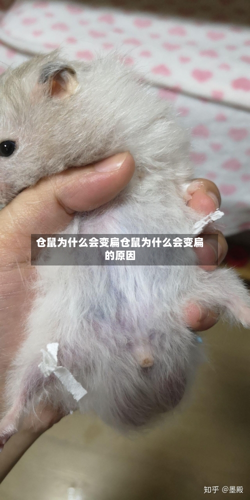 仓鼠为什么会变扁仓鼠为什么会变扁的原因