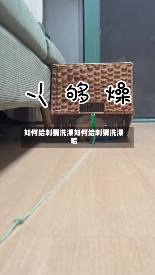 如何给刺猬洗澡如何给刺猬洗澡呢