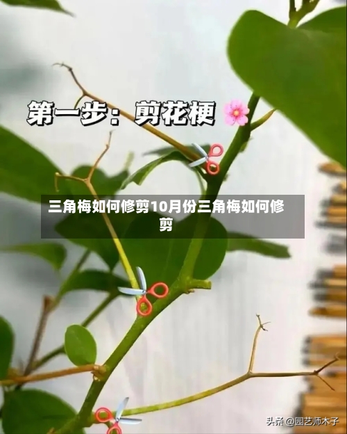 三角梅如何修剪10月份三角梅如何修剪