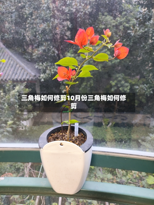 三角梅如何修剪10月份三角梅如何修剪
